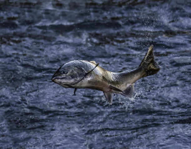 美国河鲑鱼图片下载