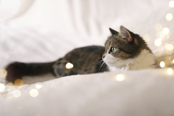 可爱的猫躺在舒适的床上，背景是圣诞金色的灯光。毛茸茸的可爱的猫在圣诞灯的床上放松图片下载