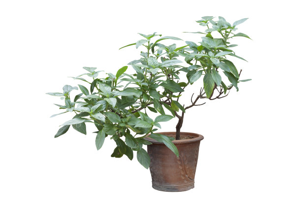 甜罗勒或百里香在锅是一种泰国蔬菜和草药孤立的白色背景包括修剪路径。图片下载