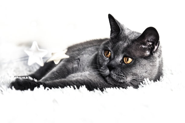 黄色眼睛躺在白色背景上的灰色英国猫图片下载