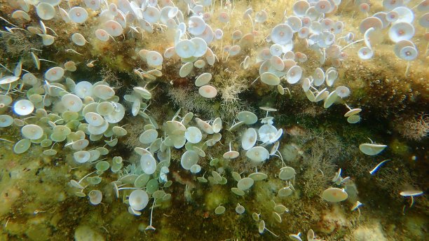 绿藻髋臼海底，爱琴海，希腊图片下载