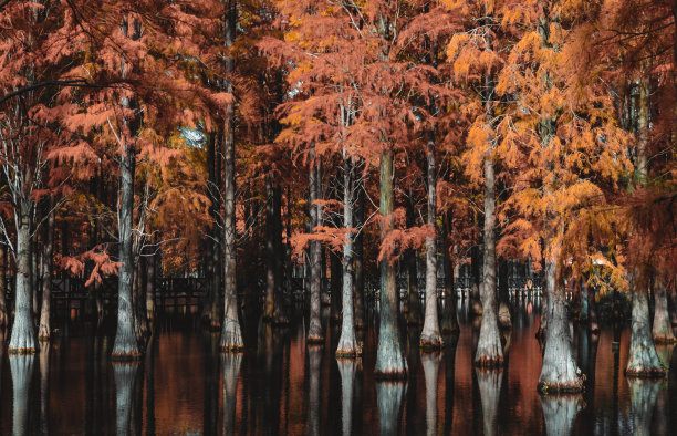 水上的红色森林图片下载