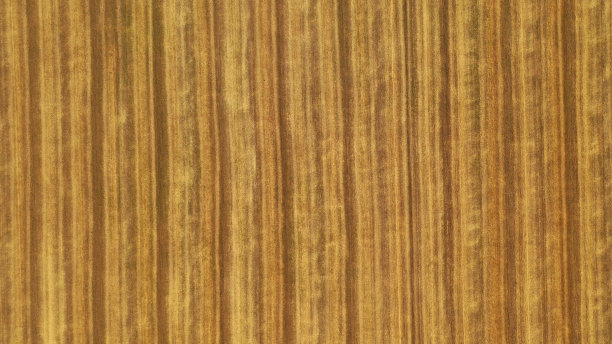 麦田。鸟瞰图上的田野与斜面谷物和村庄。从无人机上射击。纹理和线条图片下载