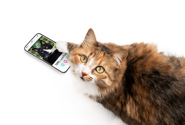 猫咪用手机上的在线约会软件。图片下载