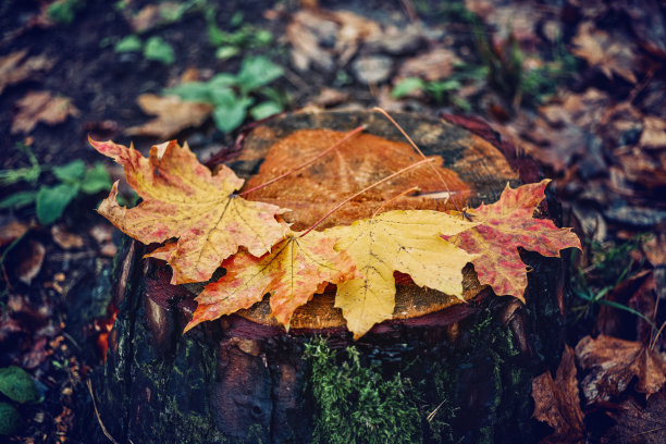 树叶在秋天的颜色在树桩上图片下载
