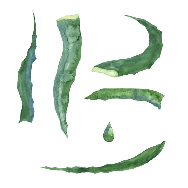 绿叶芦荟和一滴芦荟汁。水彩手绘插图，医疗设计，健康风格，生物自然，生态生活。剪贴艺术的六个元素。图片下载