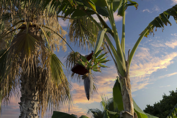 棕榈树和香蕉树。图片下载