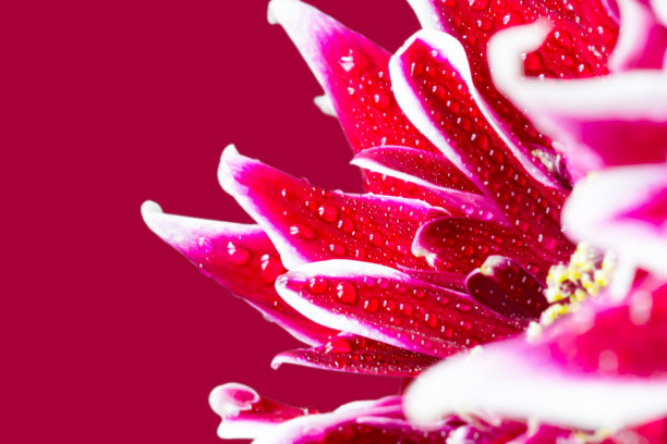 红色菊花有水滴在强烈的粉红色背景上图片下载