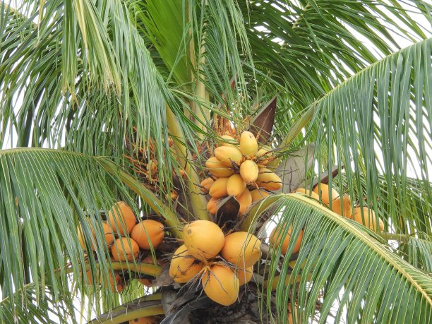 椰子树上有一串黄色的椰子图片下载