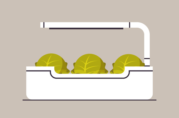 盆栽白菜生菜与盆栽灯种植概念温室植物园水平图片下载