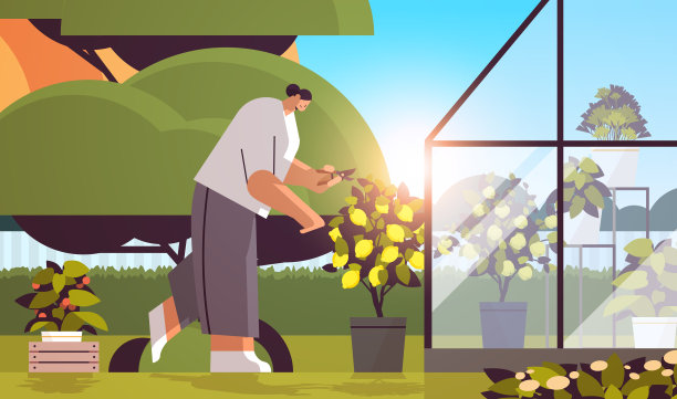 女园丁照顾盆栽柠檬植物在后院温室或家庭花园图片下载