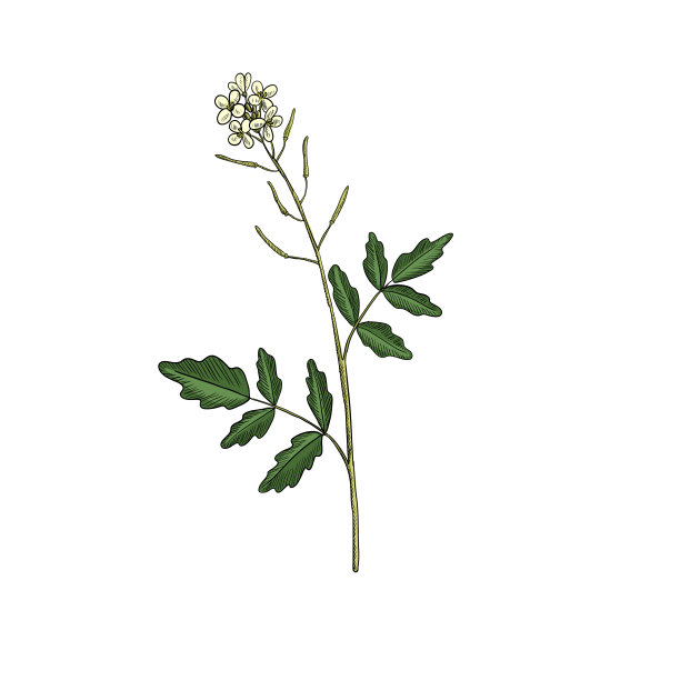 矢量画西洋菜花图片下载