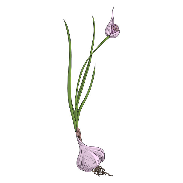 矢量画蒜图片下载