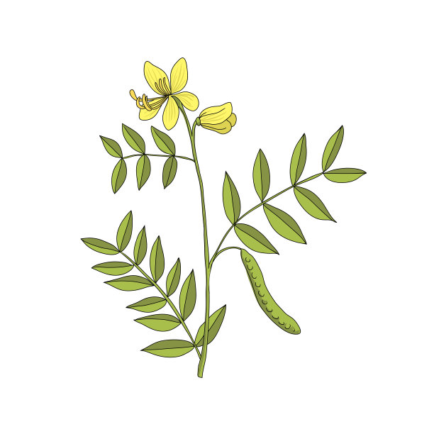 矢量画咖啡塞纳图片下载