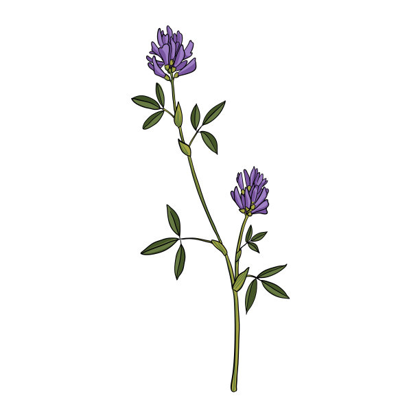 矢量图苜蓿图片下载