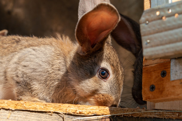 年轻的小兔子。好奇的灰巨人兔宝宝。图片下载