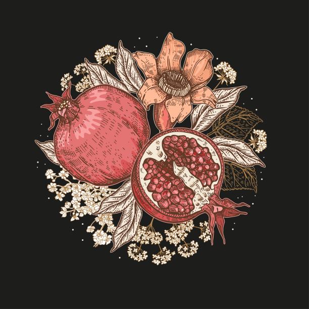 在黑色背景上的石榴果实和花朵。植物种类。的图形。图片下载