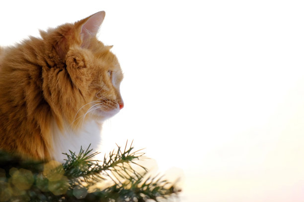 在圣诞树树枝附近的猫。家猫坐在窗边，复制空间图片下载