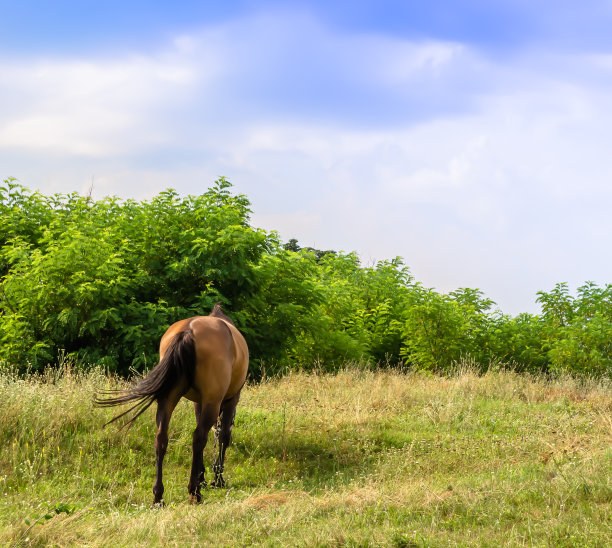 马图片下载