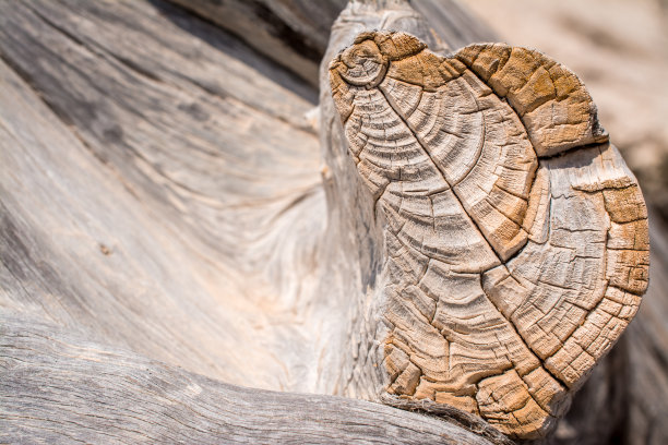 纹理老雪松树切割树干的背景图片下载