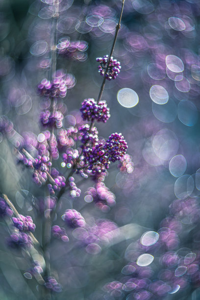 闪亮的光在卡利卡柏或美丽的浆果灌木图片下载