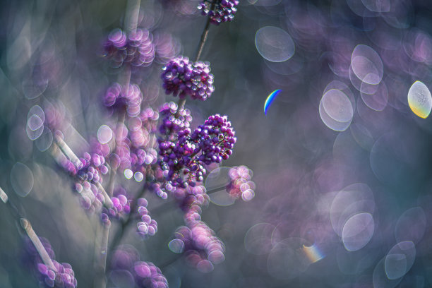 闪亮的光在卡利卡柏或美丽的浆果灌木图片下载