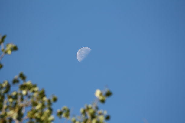 在蓝色的天空衬托下，白天月亏的彩色照片。前景中模糊的树木。图片下载
