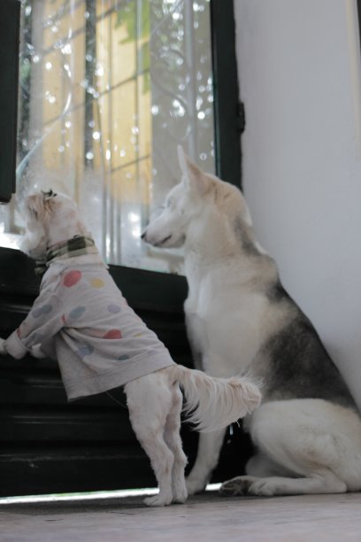 两只狗向窗外望。图片下载