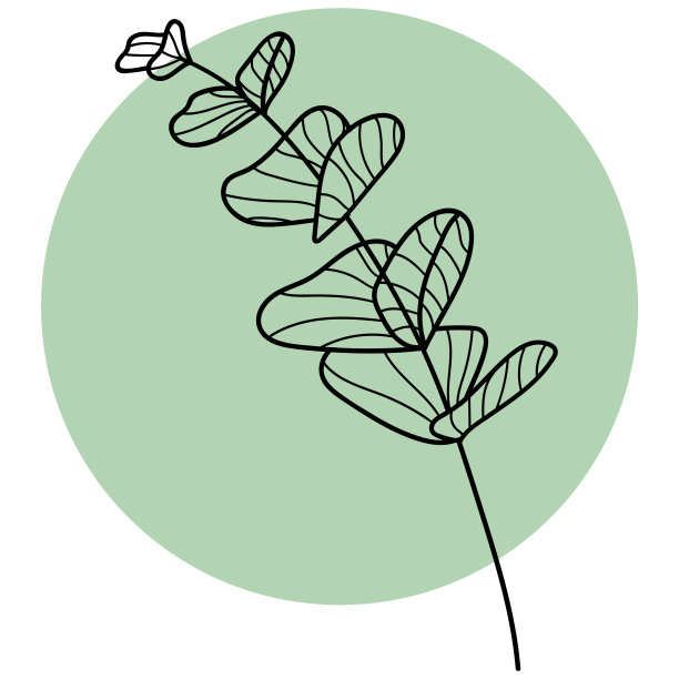 桉树枝叶线艺术矢量插图。优雅的手绘花卉植物线性素描涂鸦邀请，婚礼，您的商业设计。图片下载