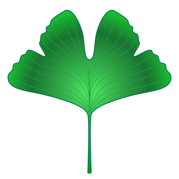 银杏叶图片下载