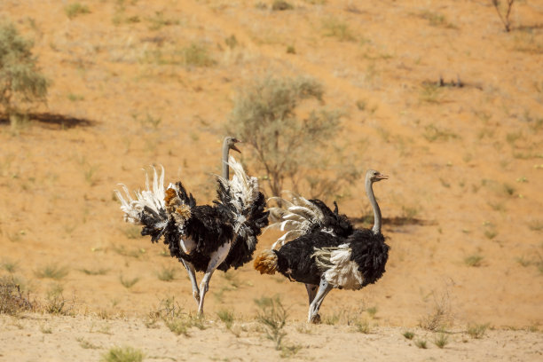 南非Kgalagadi越界公园的非洲鸵鸟图片下载