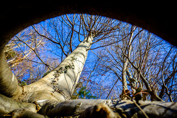 森林中的树图片下载