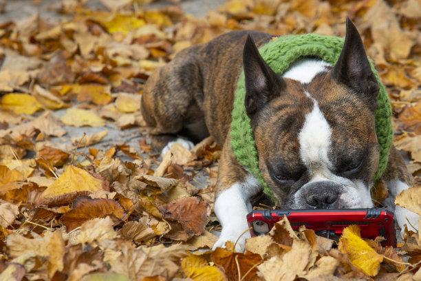 戴着围巾、拿着智能手机的滑稽波士顿梗，在被黄叶环绕的秋天公园里，视频通话，远距离工作图片下载