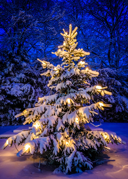 漂亮的圣诞树图片下载