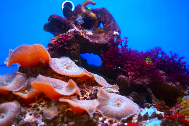 美丽的珊瑚在蓝色的背景。海底世界的美丽。图片下载