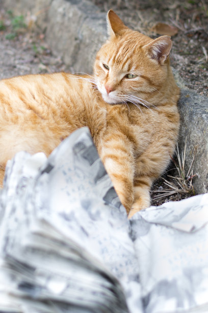 一只猫在看书图片下载