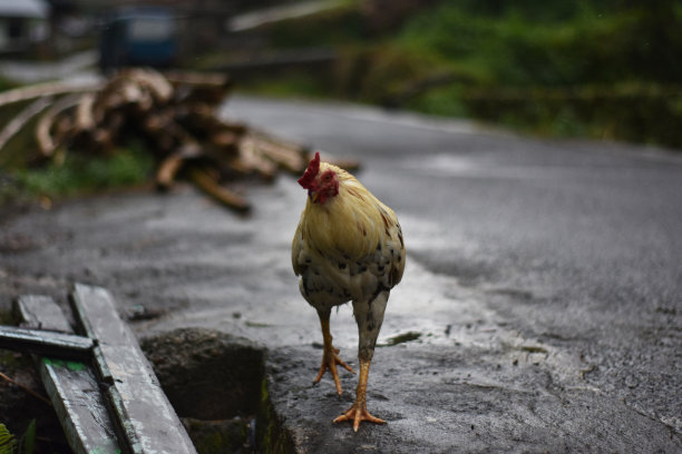 村鸡图片下载