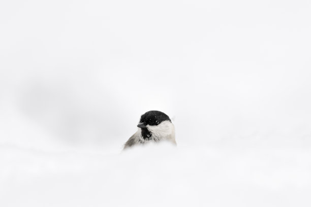 柳山雀的美术画像(Poecile montanus)图片下载