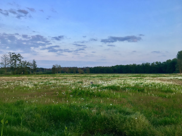 狗藏在田野里图片下载