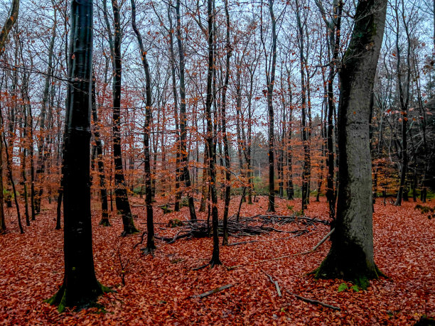 冬天潮湿的天气里森林的景色。图片下载