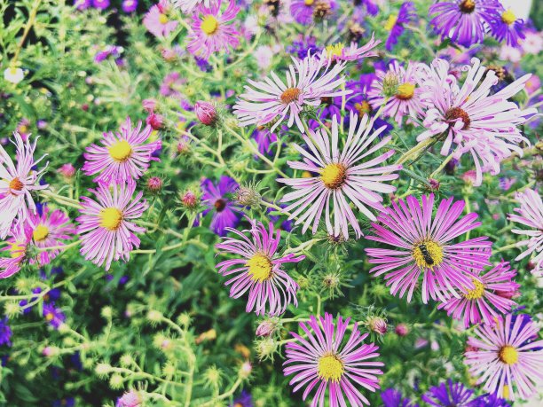 紫苑和昆虫图片下载