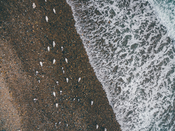 鸟瞰图海滩上的鸟图片下载