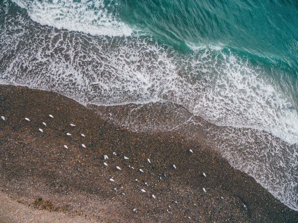 鸟瞰图海滩上的鸟图片下载