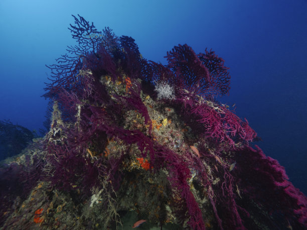 红海扇和篮星(Paramuricea clavata和Gorgonocephalus caputmedusae)图片下载