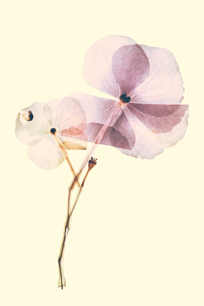 压干的干花绣球花，孤立在黄色背景上图片下载