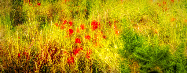 草地上的罂粟花图片下载