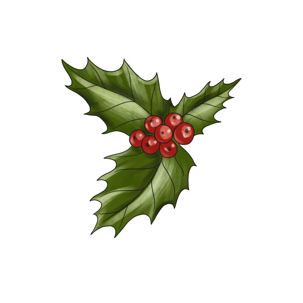 绘有红叶的冬青树枝图片下载