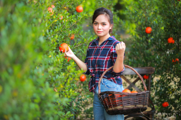 年轻的亚洲女园丁在红色格子衬衫微笑和女园丁采摘有机桔子在橘子果园，收获成熟的桔子作物。农业收获和种植概念。图片下载