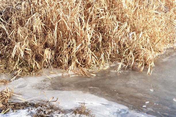 首先是河面上的薄冰和岸边的枯黄草，抽象冬季自然背景自然深秋或初冬图片下载