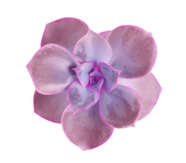 美丽的多肉植物在白色背景，俯视图图片下载